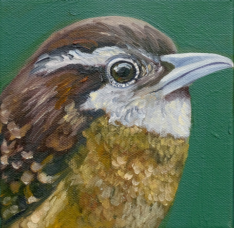 Miniature Carolina Wren