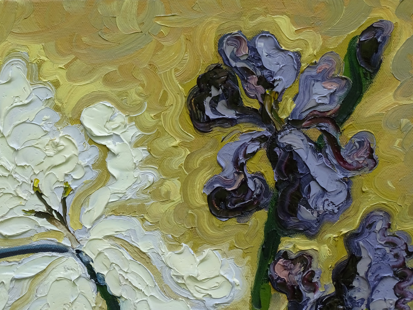 “Queen of the Irises”