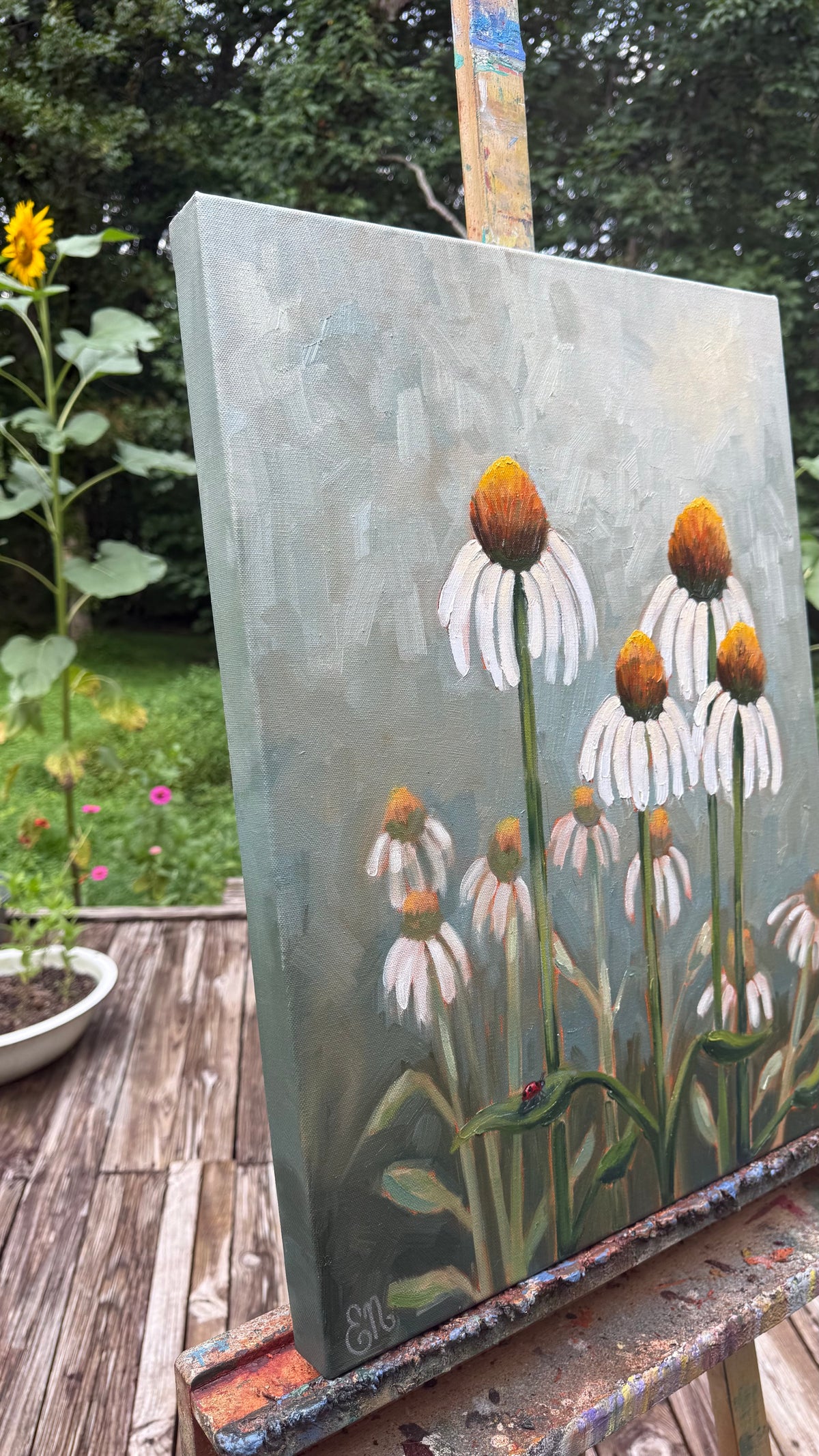 White Coneflowers