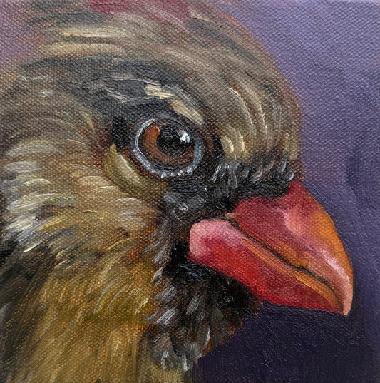 Miniature Female Cardinal