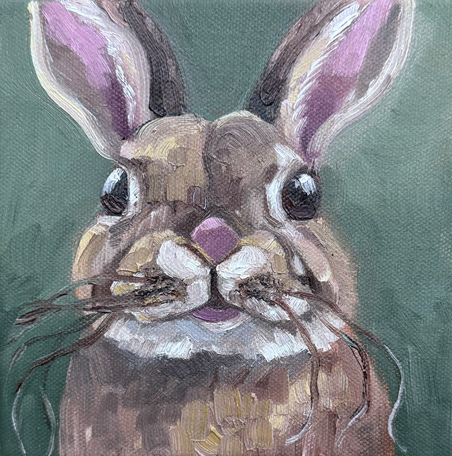 Miniature Bunny Rabbit