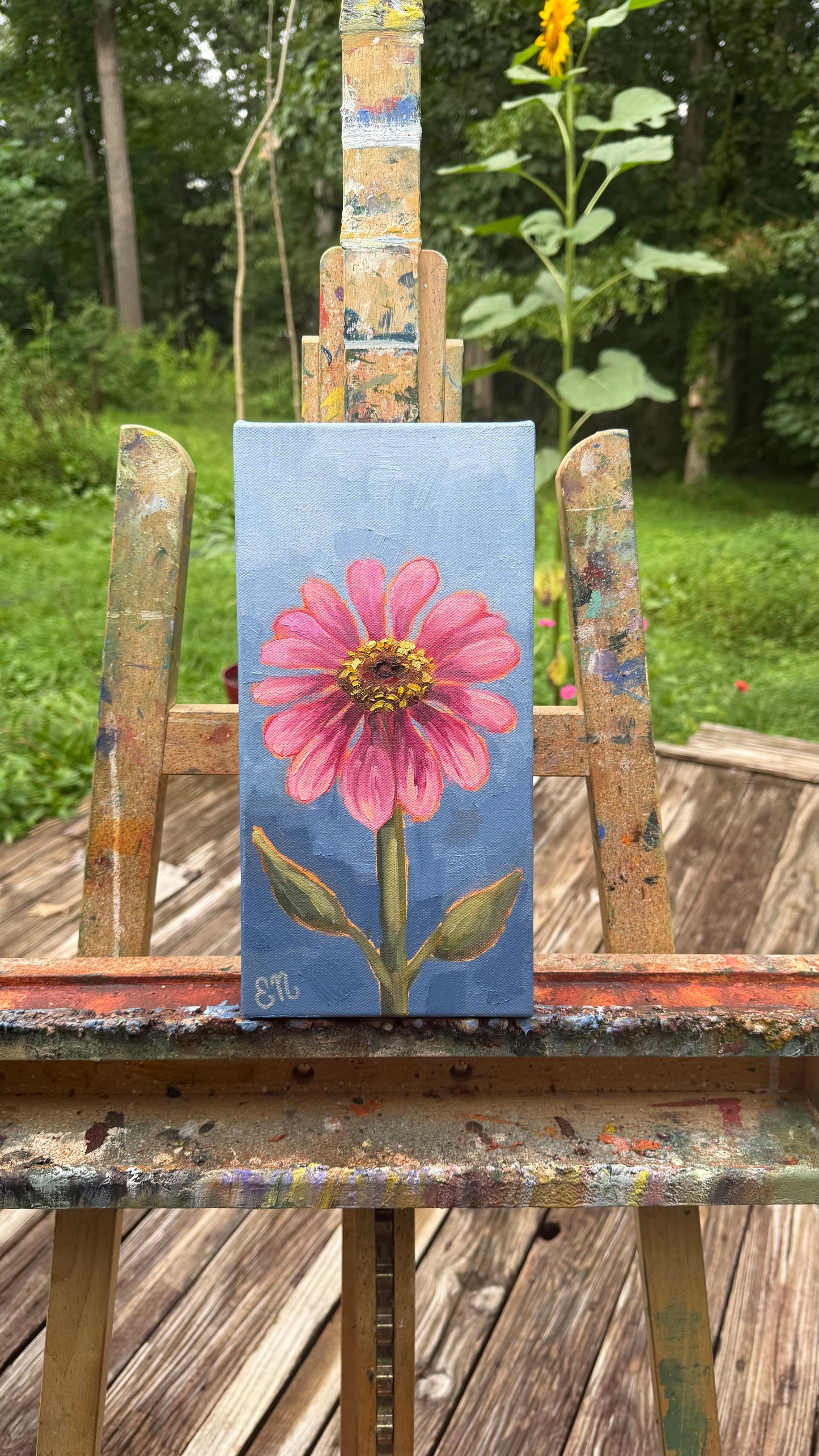Pink Zinnia