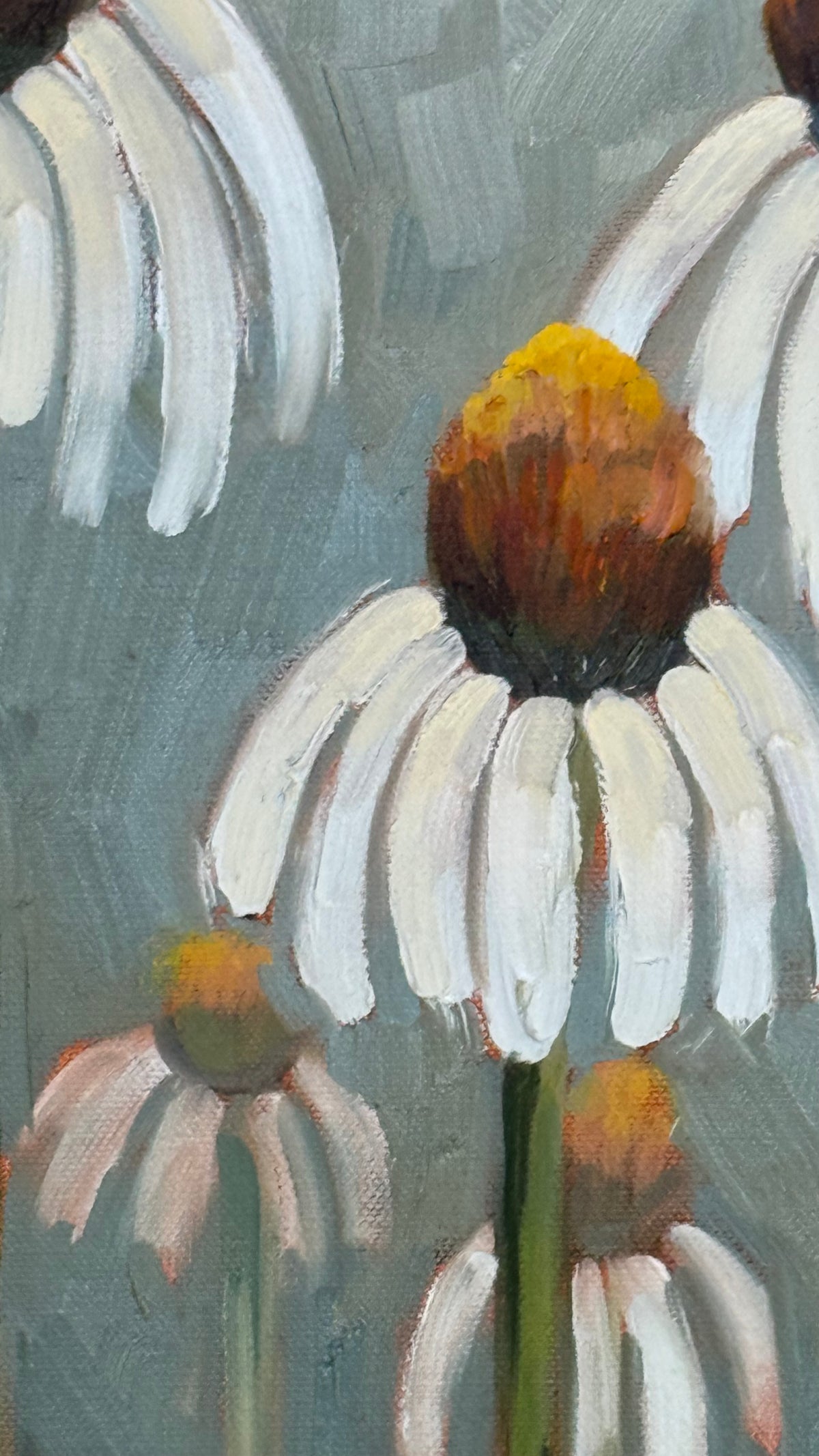 White Coneflowers
