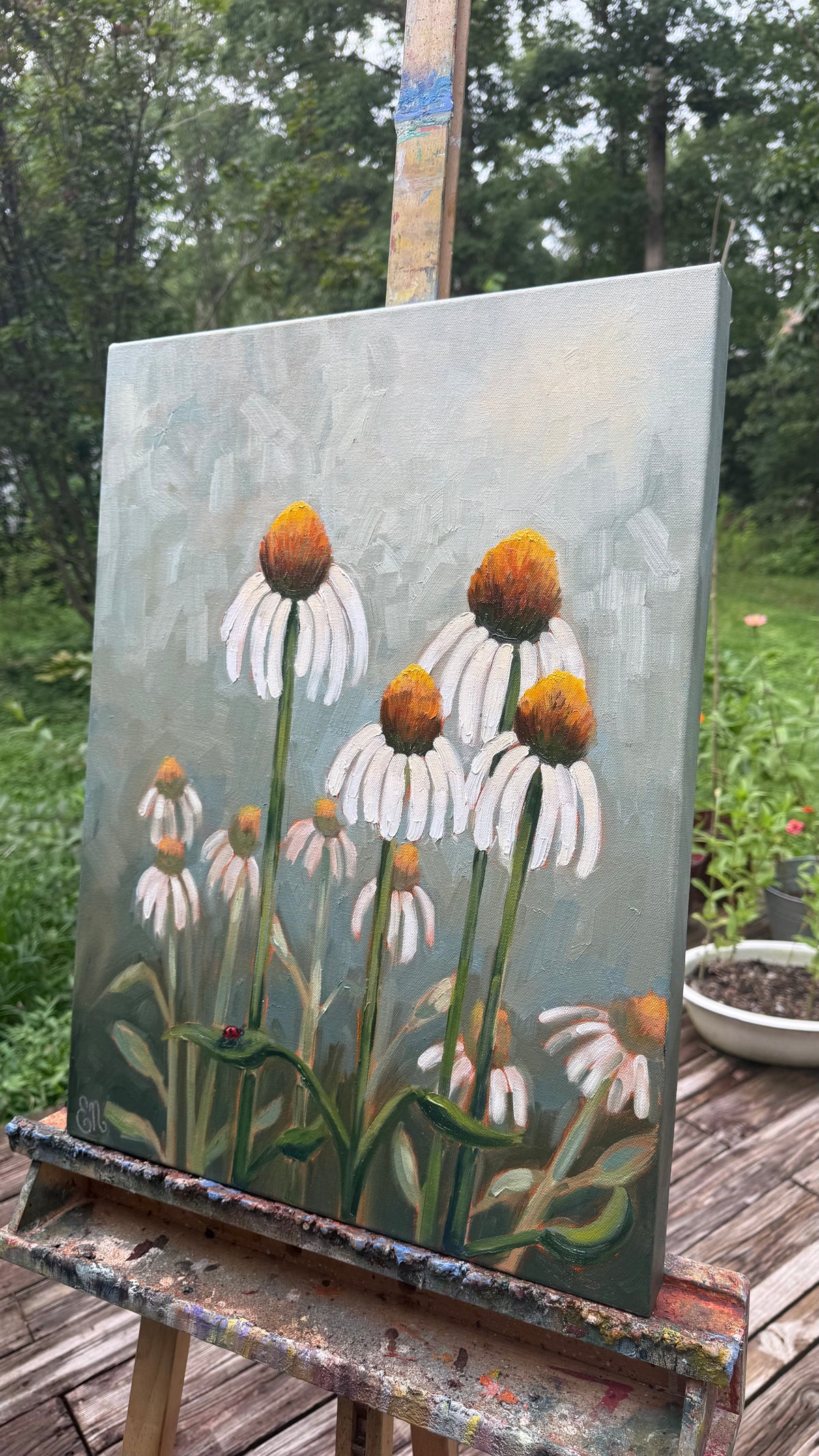 White Coneflowers