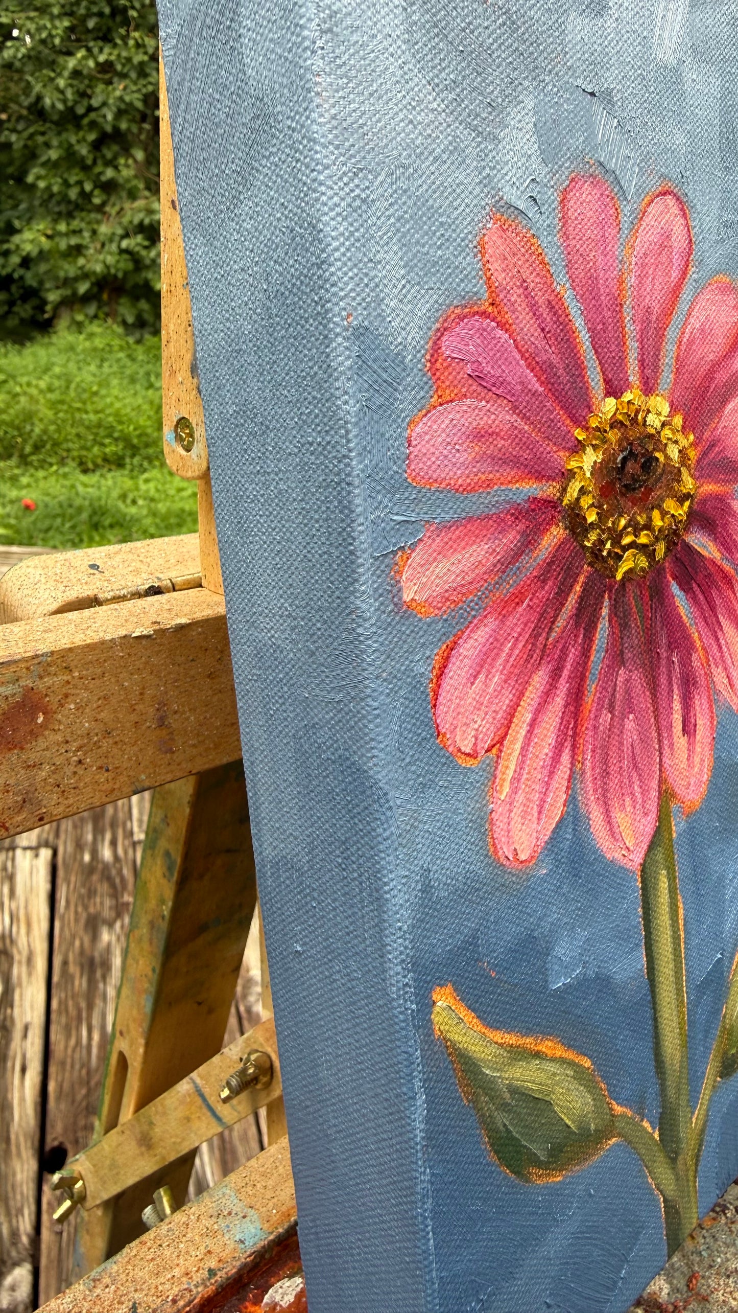 Pink Zinnia