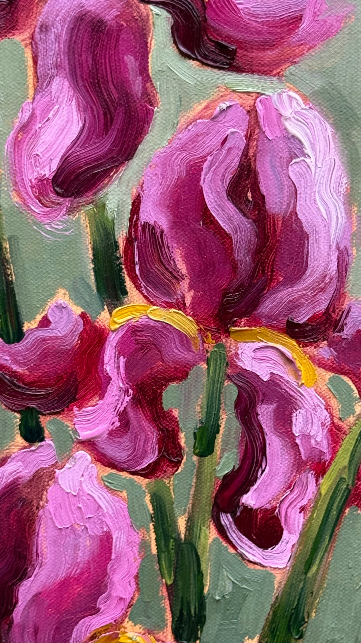 Pink Irises