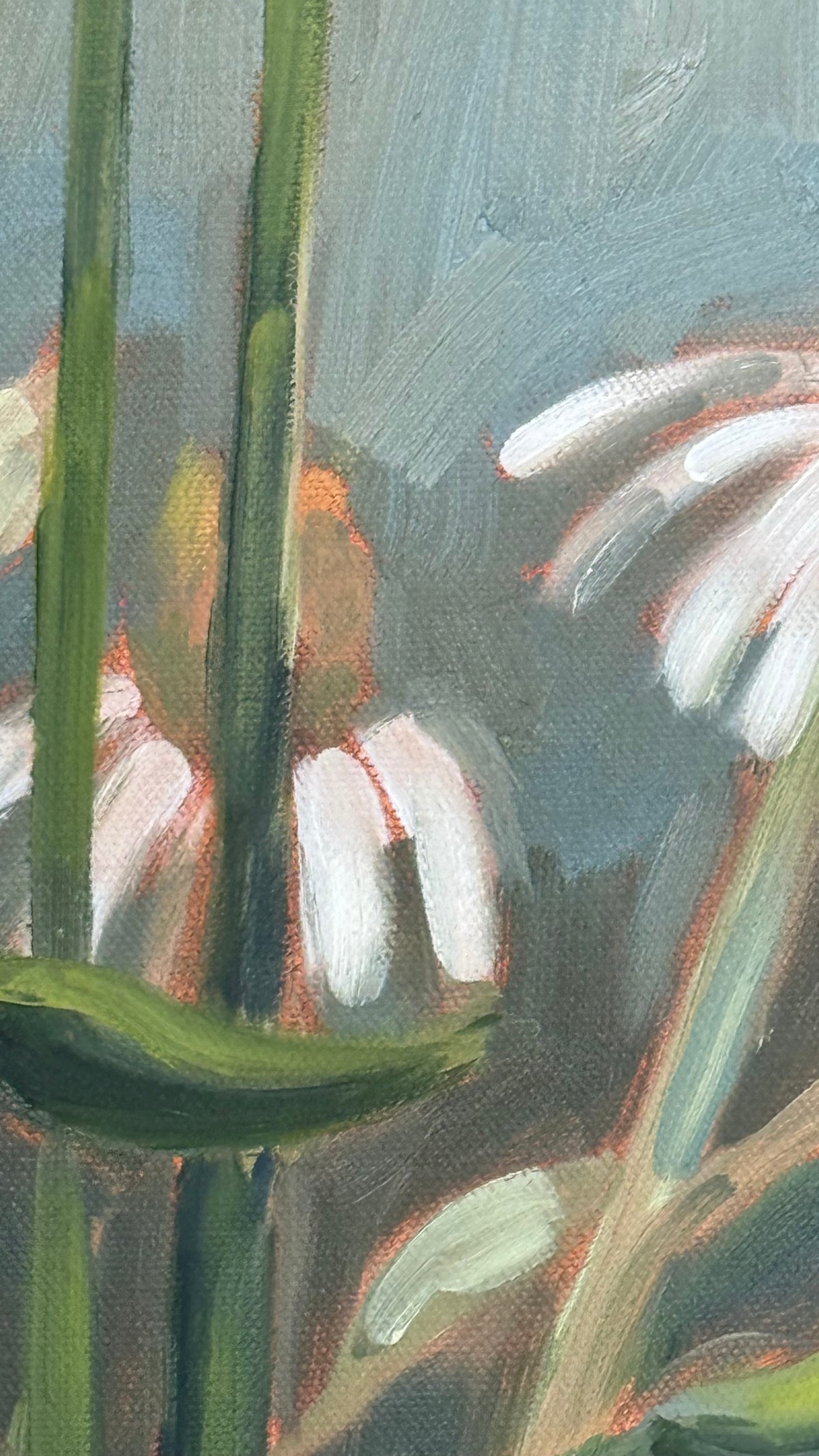 White Coneflowers