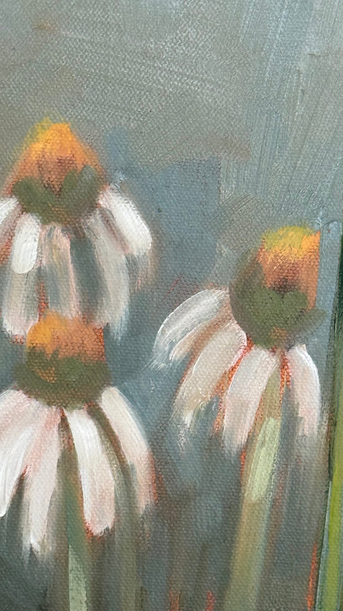 White Coneflowers