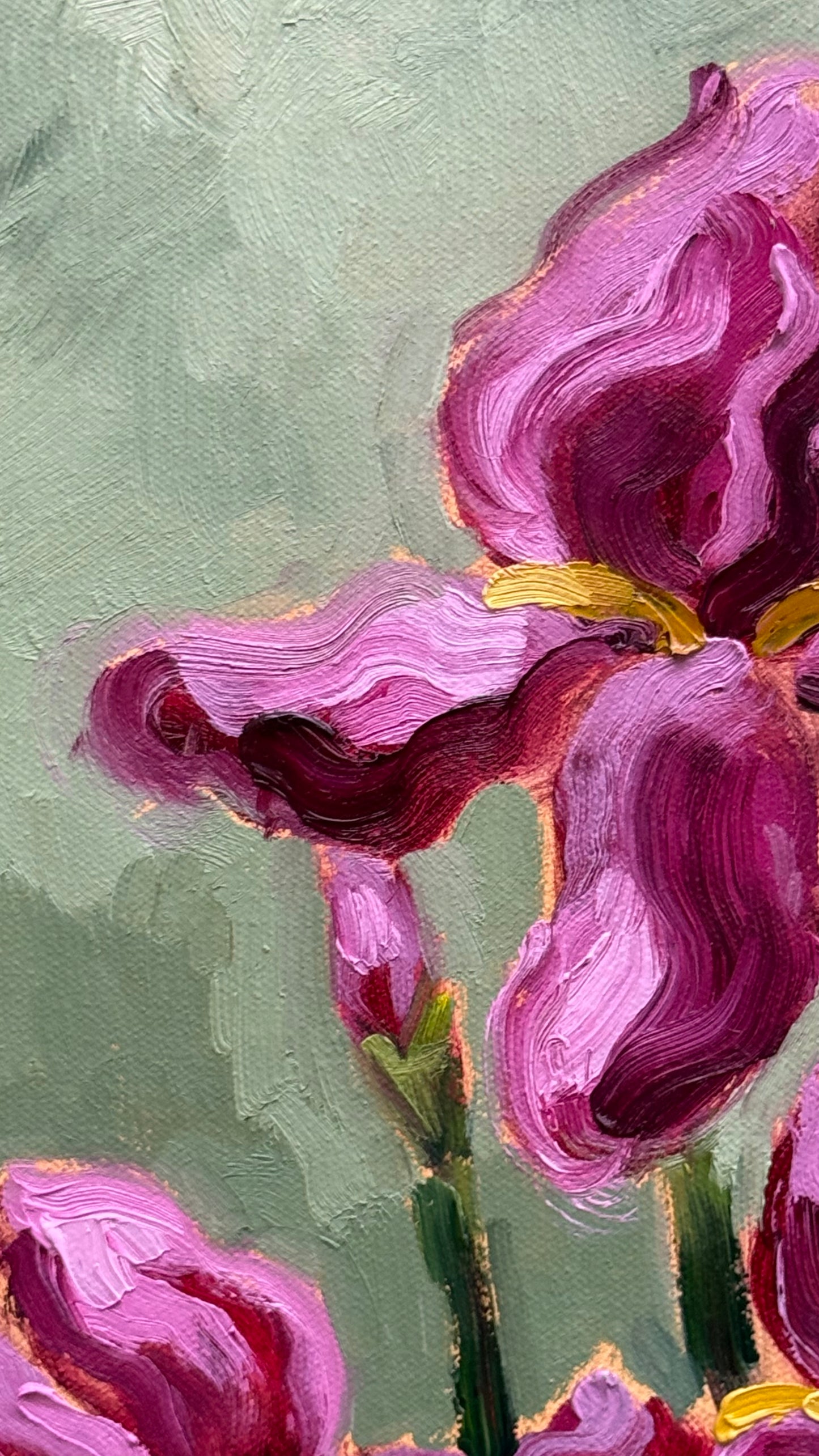 Pink Irises