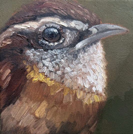Miniature Carolina Wren